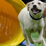 Puchar Planet Pet Society Rally Obedience  2016, czyli psie zawody na Hipodromie w Sopocie