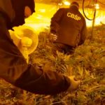 Trzy kolejne osoby zatrzymane w sprawie gigantycznej plantacji marihuany w Łapinie Kartuskim