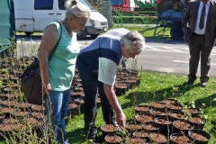 Drzewko za makulature030