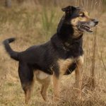 Psy do adopcji z Dąbrówki: Rufi