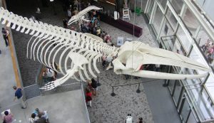 Szkielet wieloryba ze Stralsundu znajdzie się na Wydziale Biologii Uniwersytetu Gdańskiego