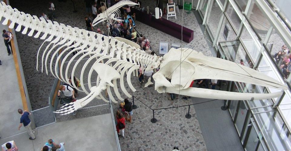Szkielet wieloryba ze Stralsundu znajdzie się na Wydziale Biologii Uniwersytetu Gdańskiego