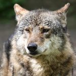 Leśnictwo Sikorzyno: widziano wilka