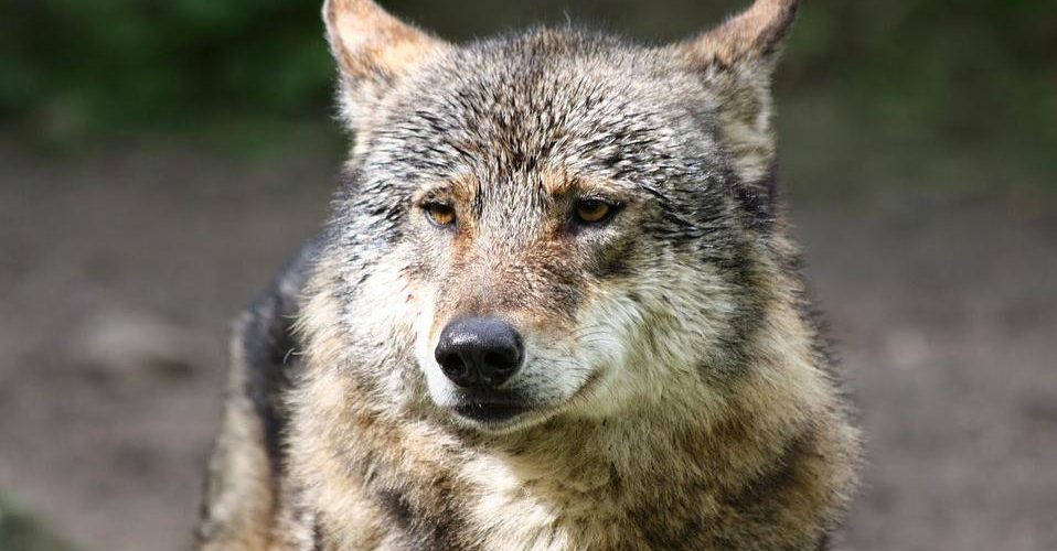 Leśnictwo Sikorzyno: widziano wilka