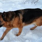 Zima 2017: zadbaj o swojego psa
