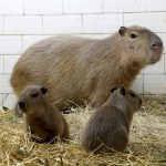 Zoo w Oliwie ogłosiło konkurs na imiona dla pary kapibar