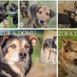 Psy do adopcji z Dąbrówki: siódemka czeka na dom [ZDJĘCIA]