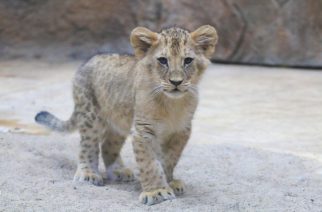 Casa, tak nazywa się nowo narodzona lwica w gdańskim zoo