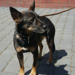 W Borowie znaleziono psa. Poszukiwany właściciel