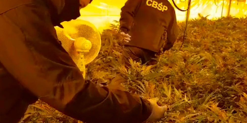 Trzy kolejne osoby zatrzymane w sprawie gigantycznej plantacji marihuany w Łapinie Kartuskim